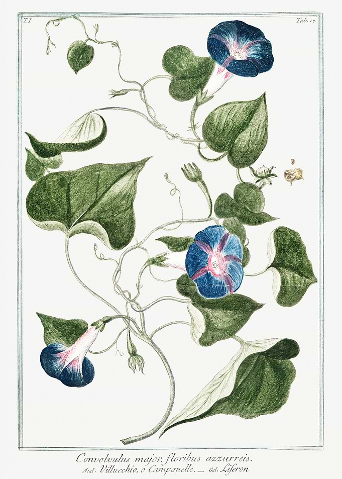 Convolvulus major
