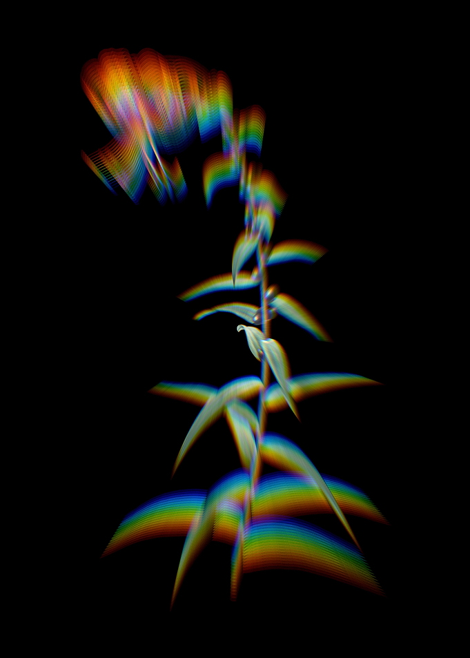 Prism Tiger Lily