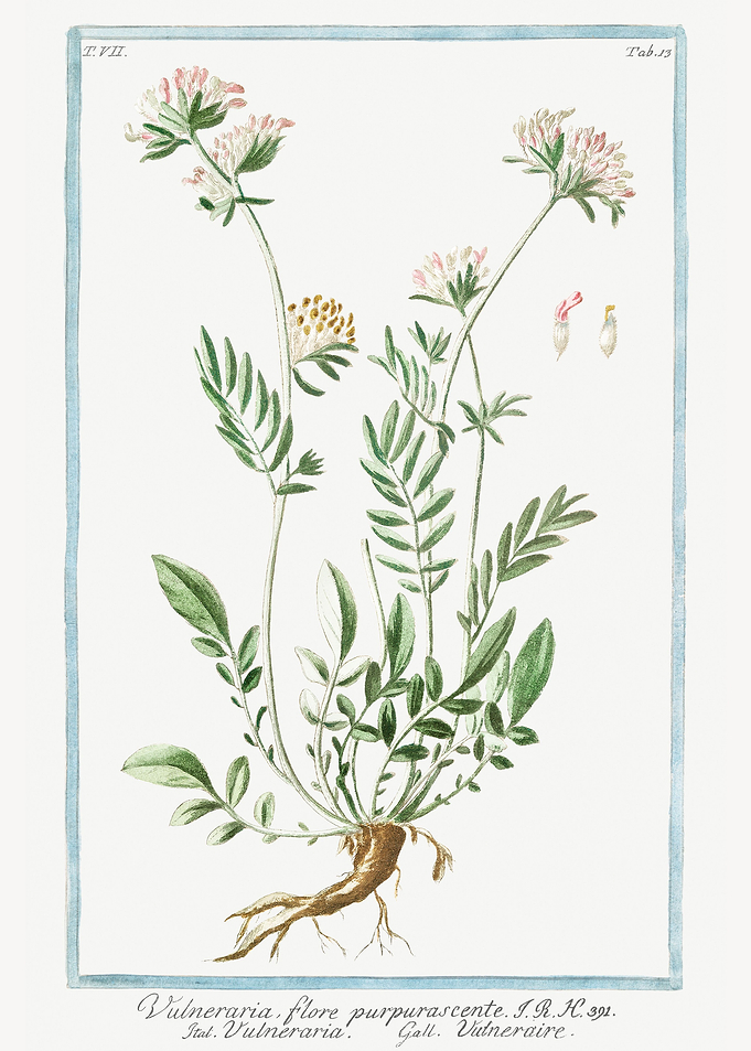 vulneraria