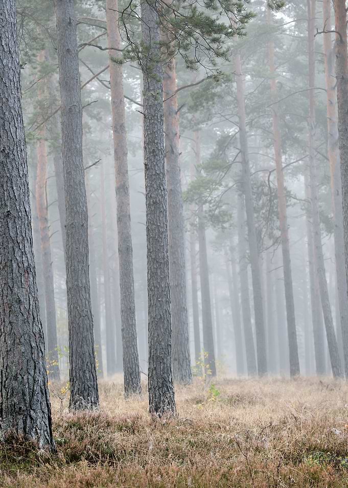 Strong Morning Fog In The