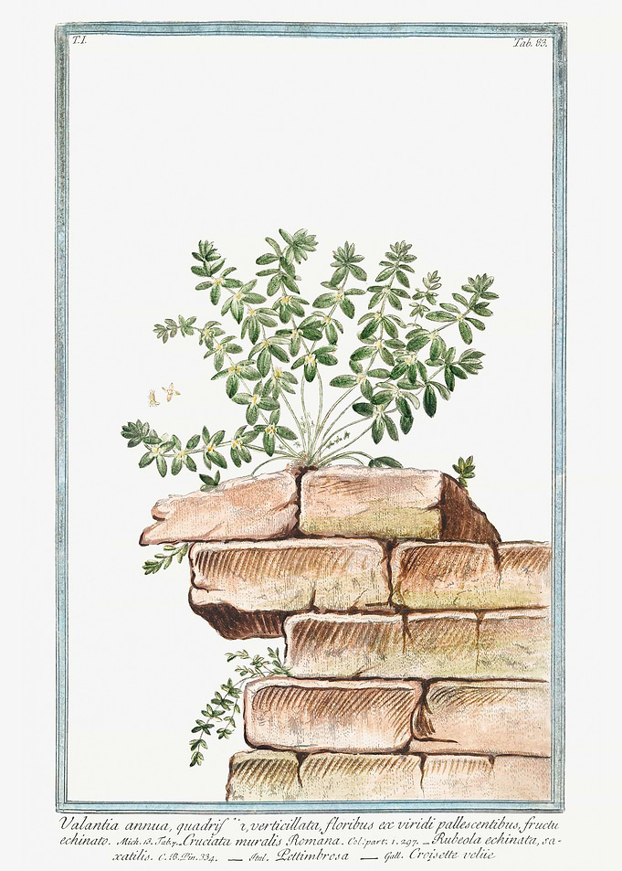 Valantia annua
