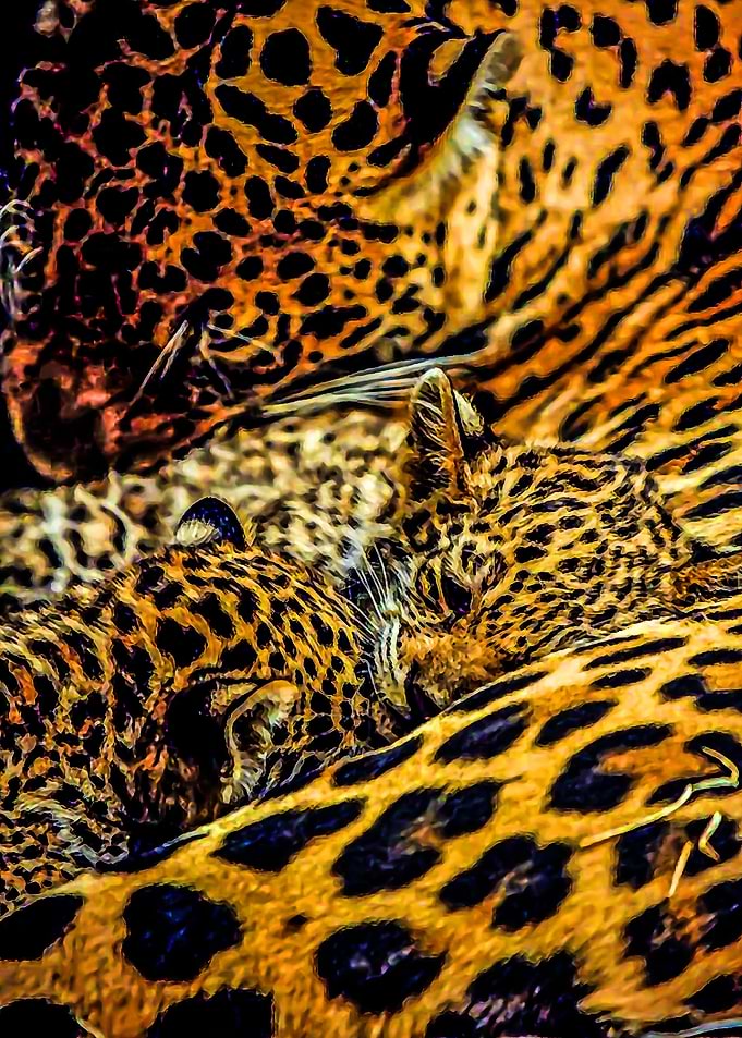 Animal 144
