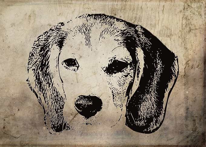 Beagle
