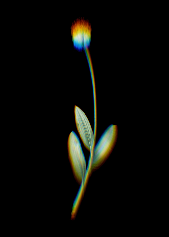 Prism Victory Onion