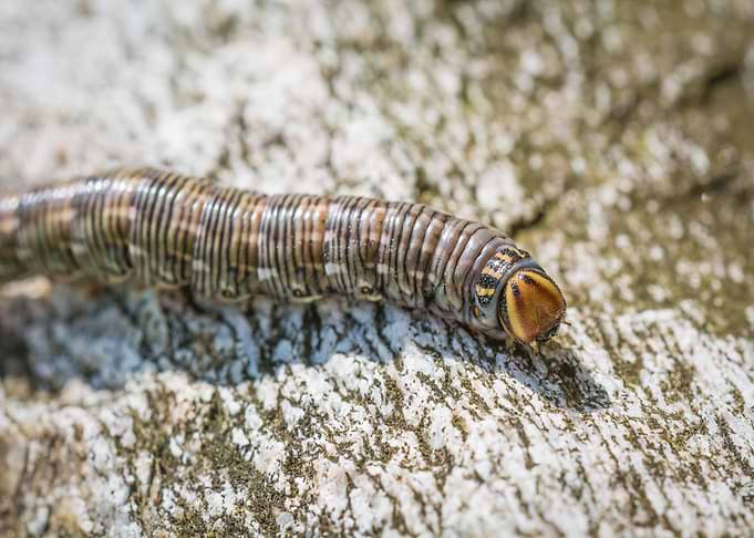 long caterpillar brown