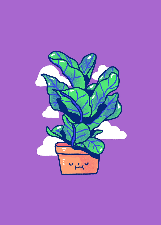 Fig plant