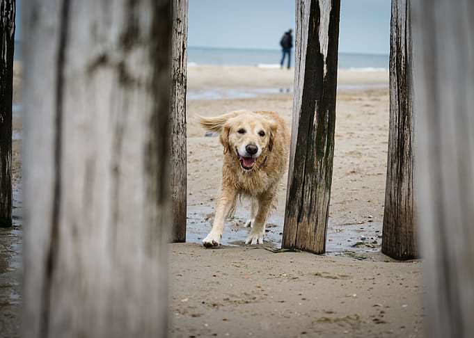 Dog run on the Beach