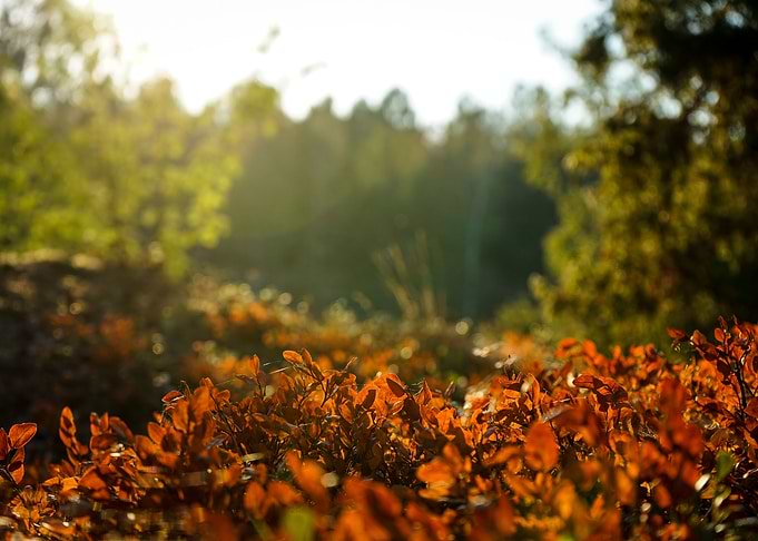 Sweden summer