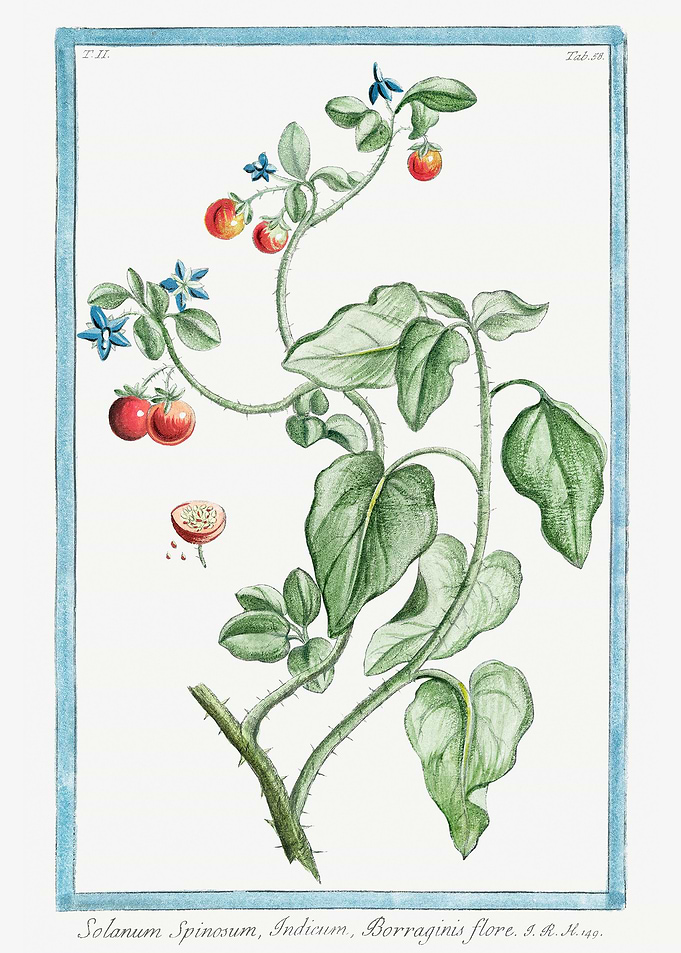 solanum spinosum