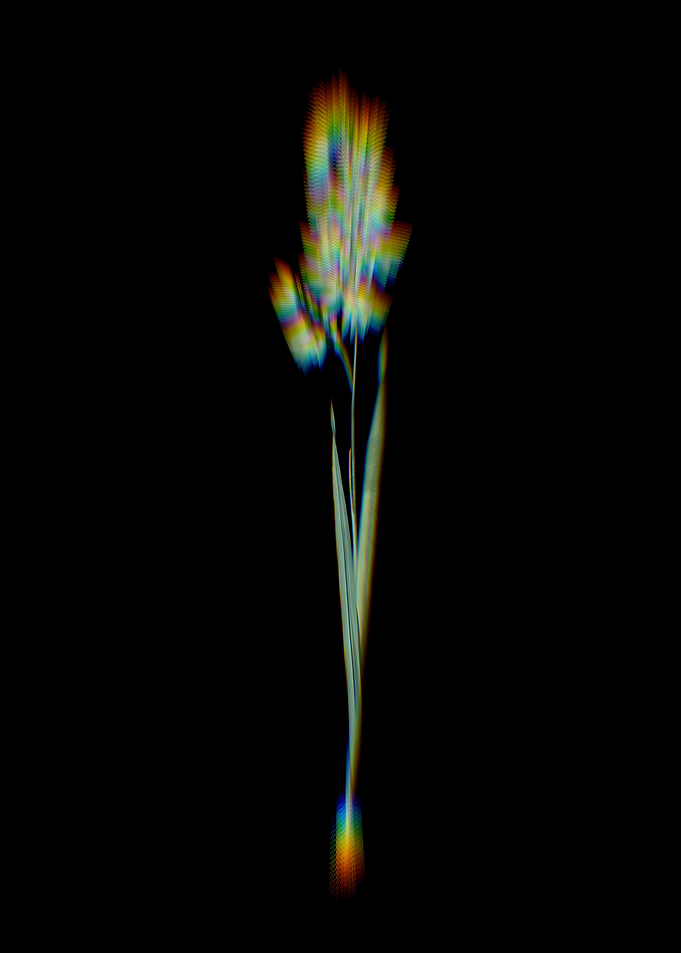 Prism Turquoise Ixia