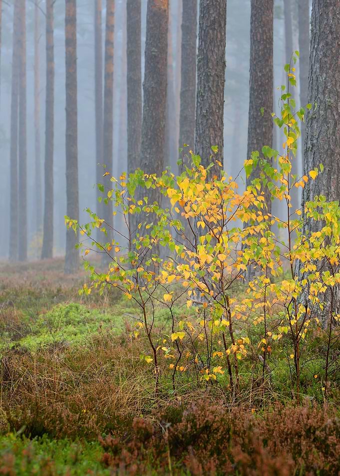 Colorful Lonely Tree In Th