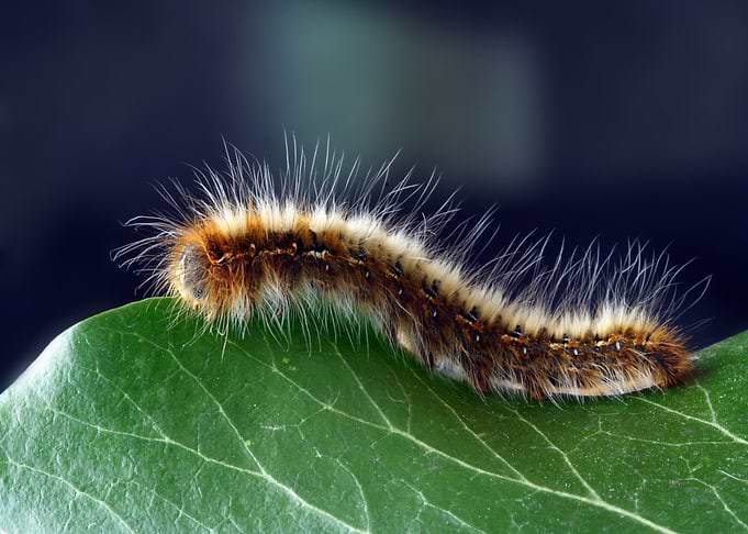hairy brown caterpillar