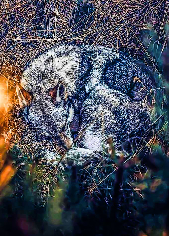 Animal 148