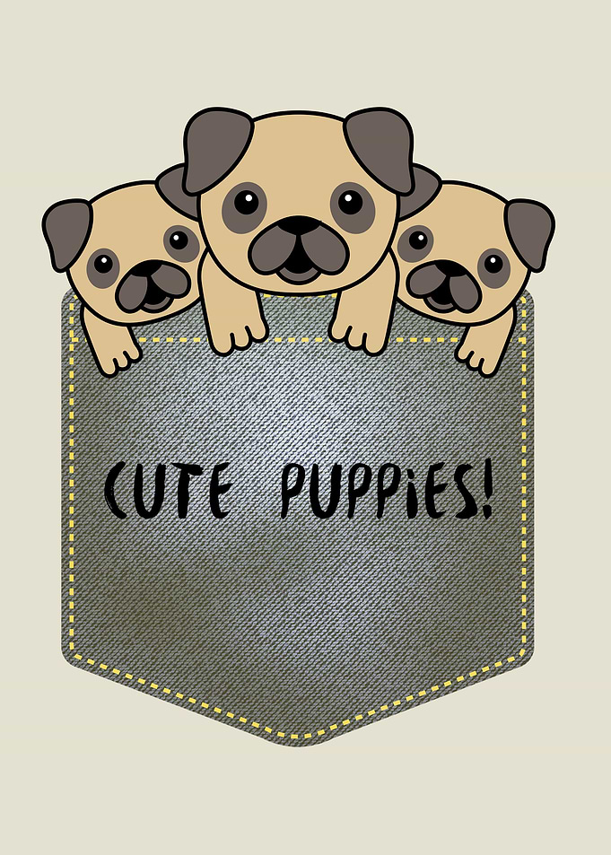 Cute Puppies in a Pocket