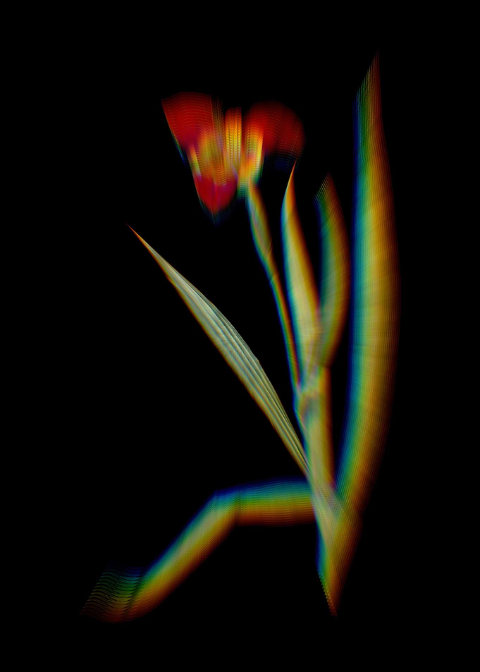 Prism Tiger Flower