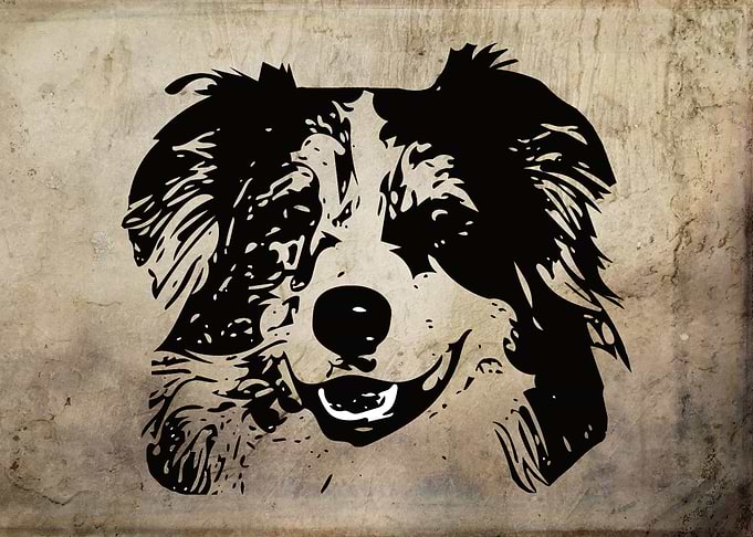 Australian Shepherd Dog
