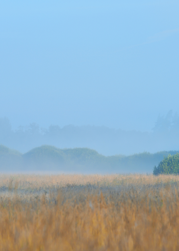 Morning Fog Above The Fiel