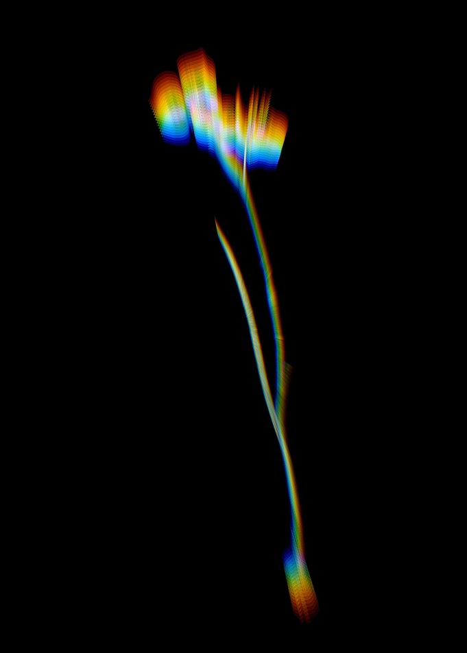 Prism Vieusseuxia Glauco