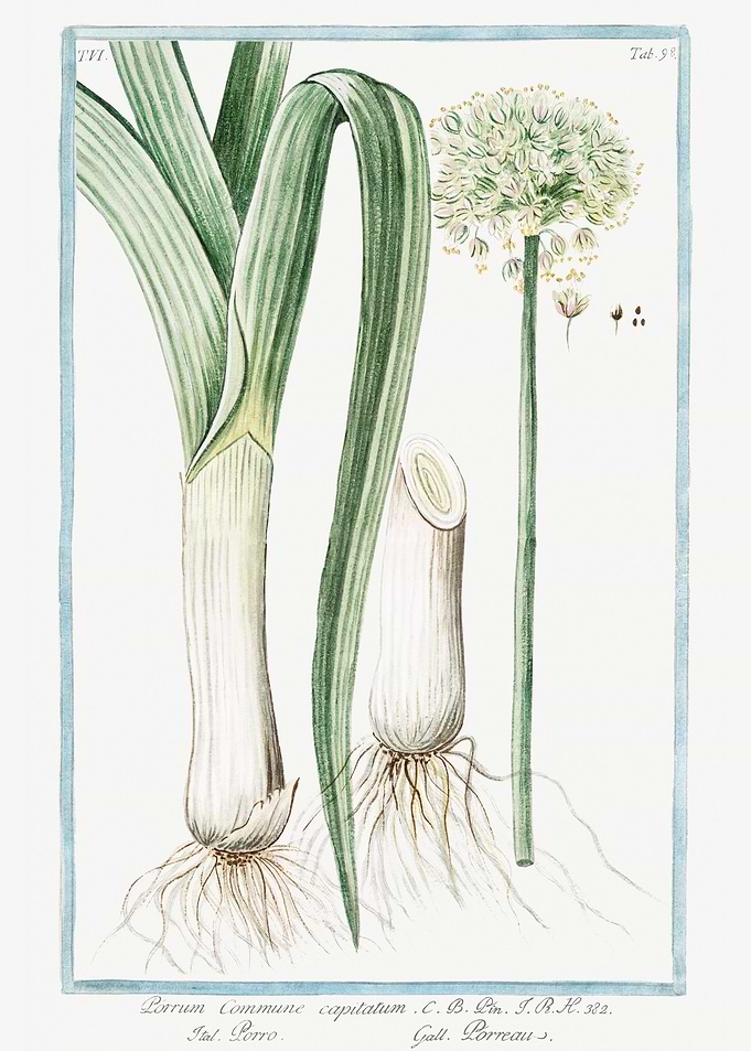 allium porrum