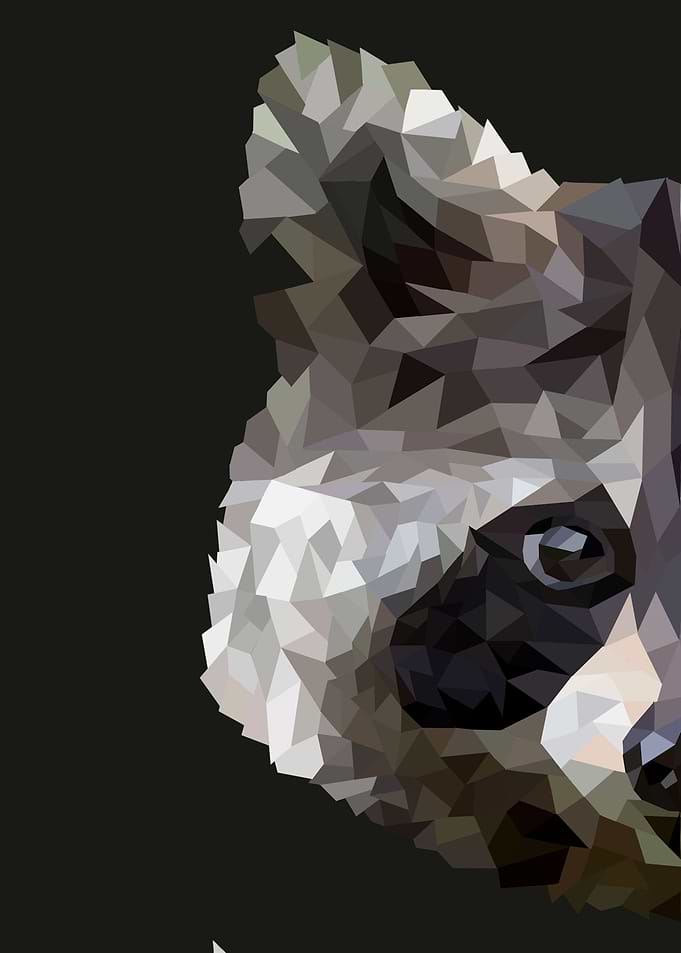 Raccoon