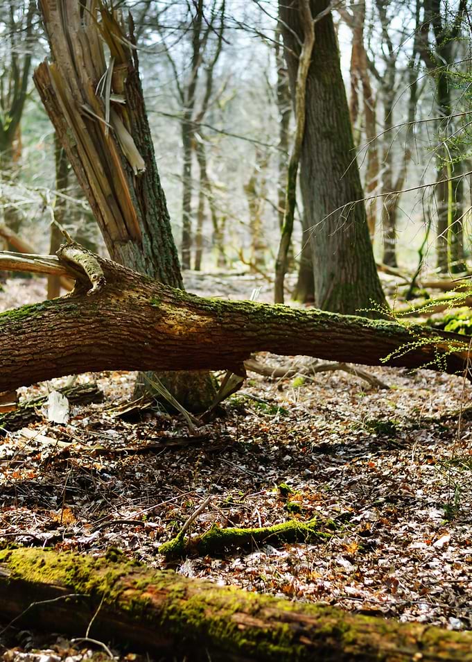 Spring Forest In The Nethe