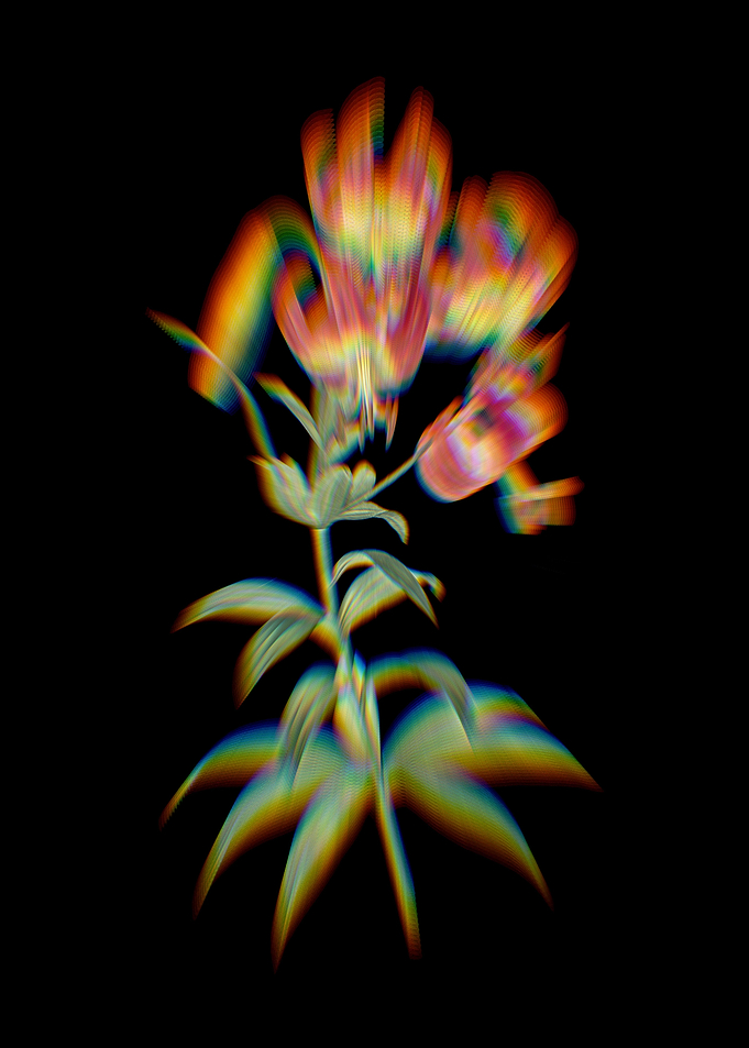 Prism Turban Lily