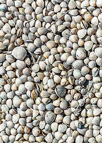 Seashells on the beach