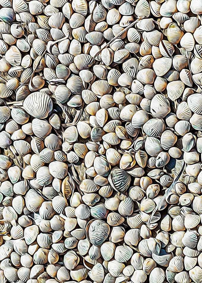 Seashells on the beach