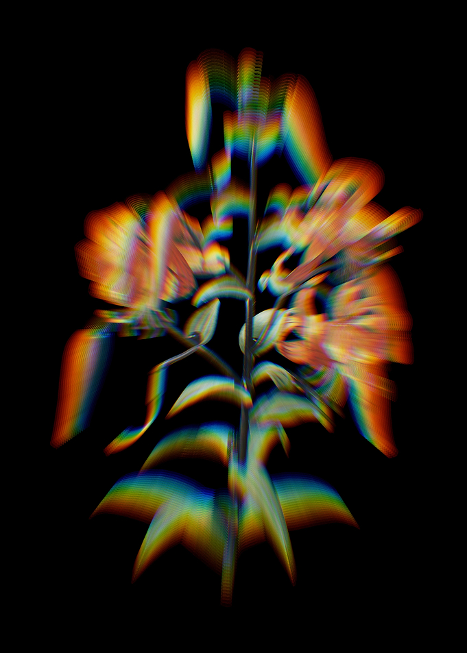 Prism Tiger Lily