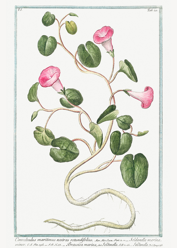 convolvulus maritimus