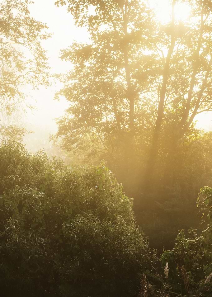 Morning Fog