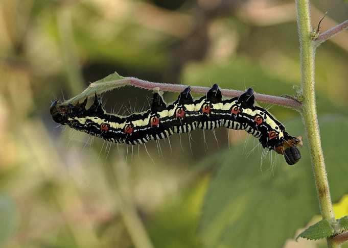 black green caterpillar