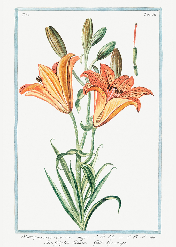 Lilium