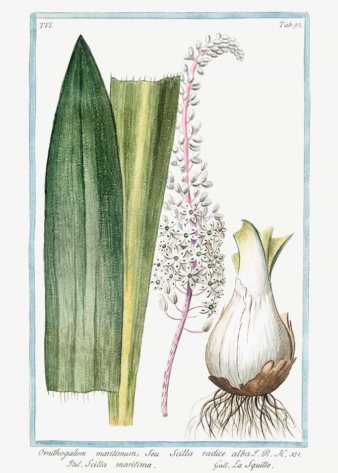 Ornithogalum