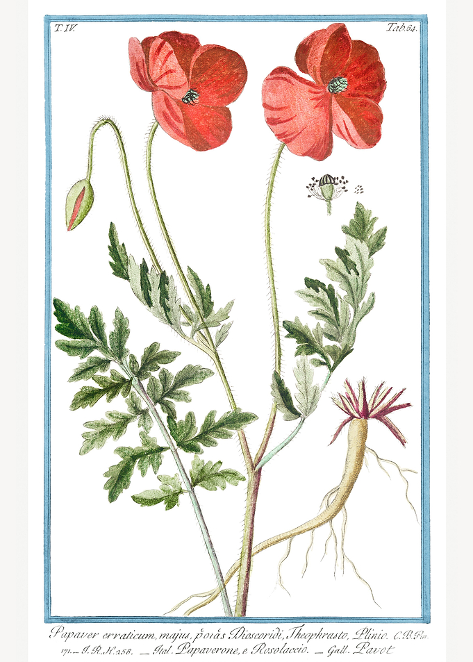 Papaver