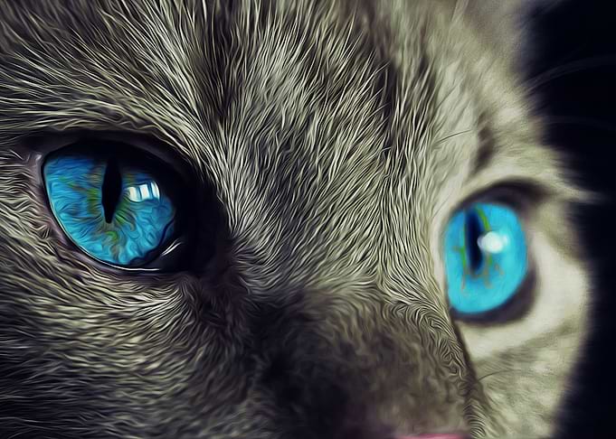a cat with blue eyes