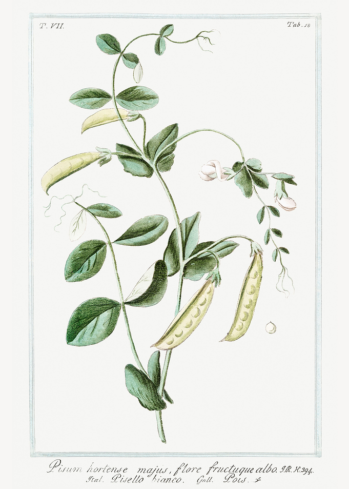 pisum hortense majus
