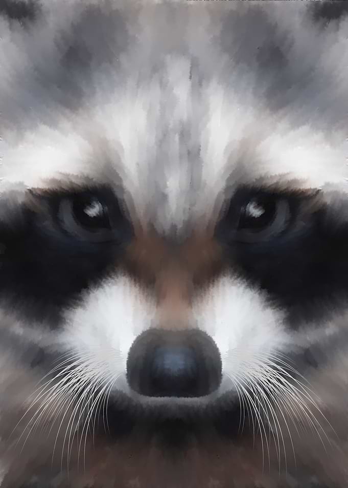 Raccoon