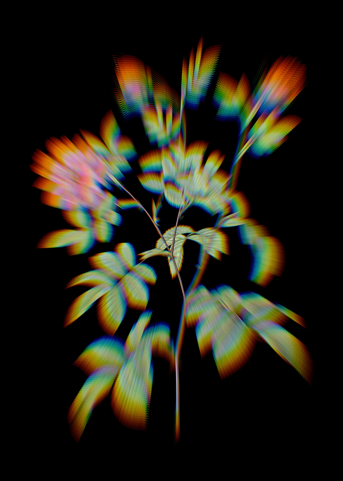 Cinnamon Rose