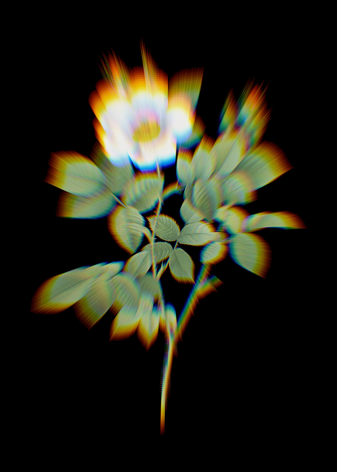 Prism Twin White Rose