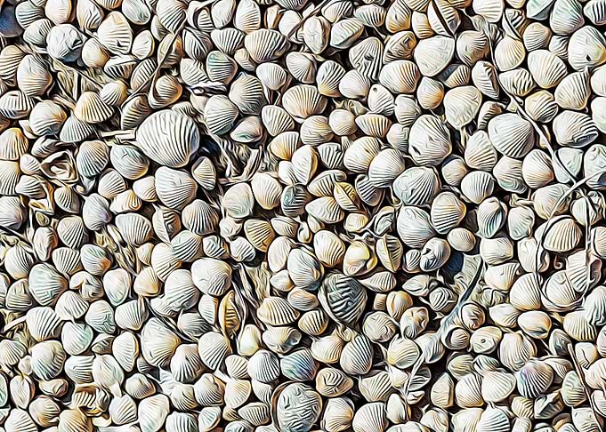 Seashells on the beach