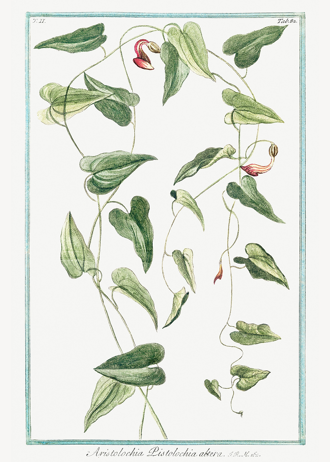 aristolochia
