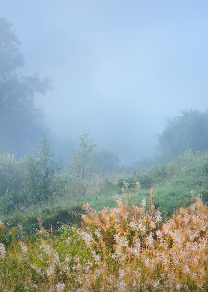 Morning Fog Above The Fiel