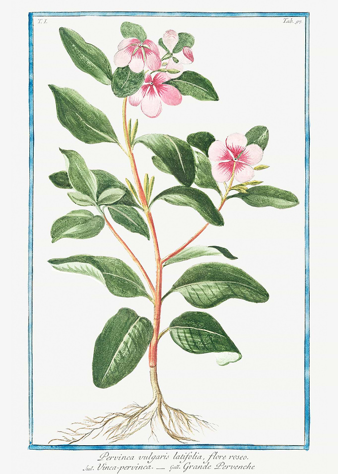 pervinca vulgaris