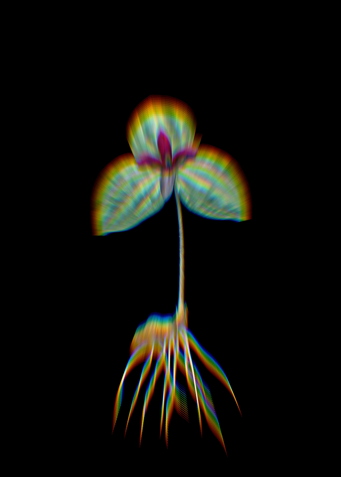 Prism Tri Flower