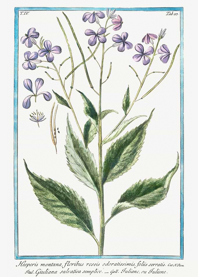 hesperis montana