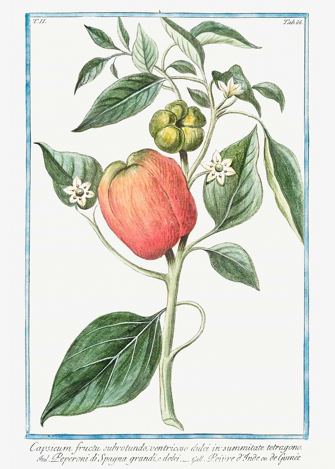 capsicum