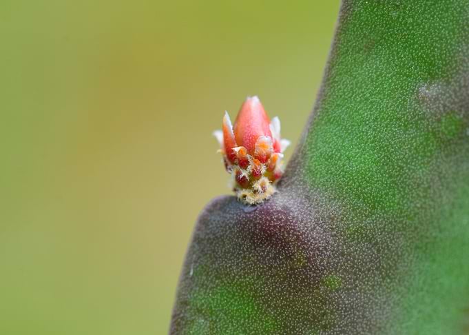 cactus bud detail