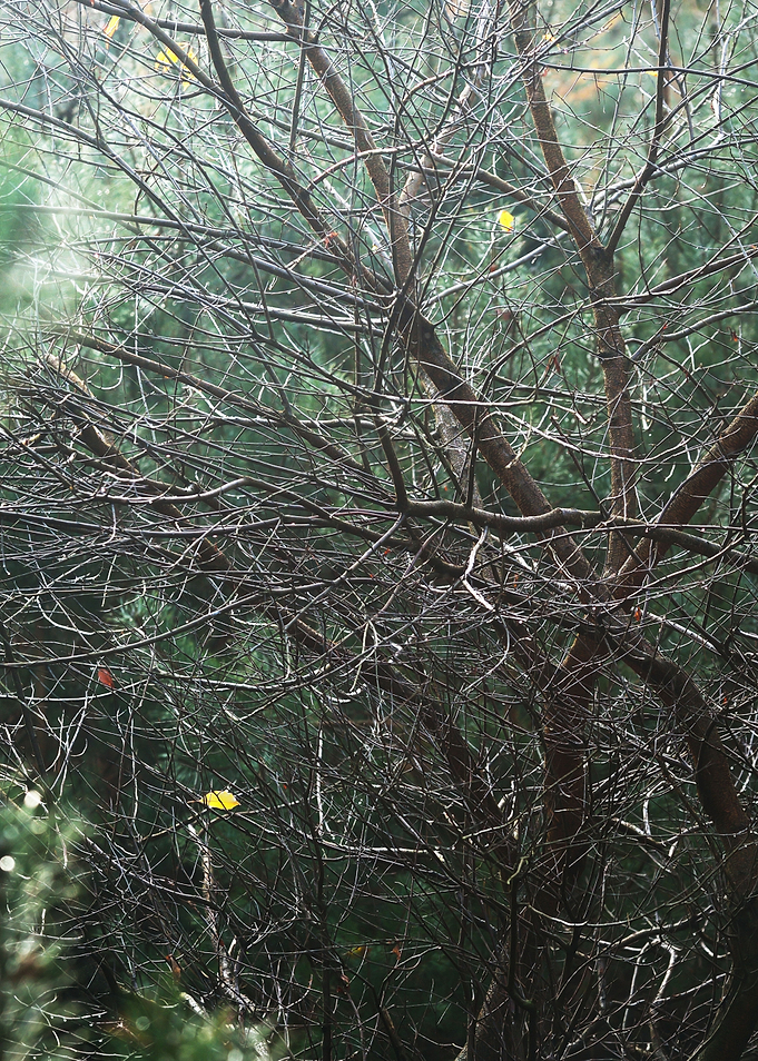 Autumn Forest In The Nethe