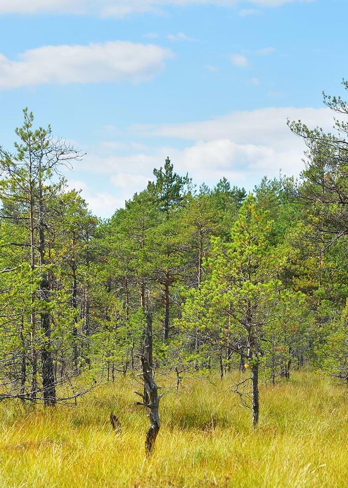 Natural Forest Bog In Latv